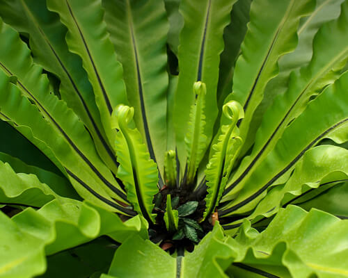 Bird's nest fern - greenplantpro