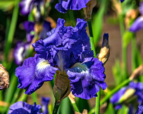 Black Iris Flower - Greenplantpro