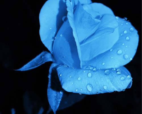 Blue roses flower - greenplantpro