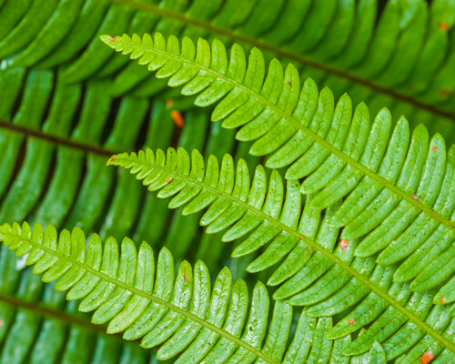 Types of Ferns - Boston fern - greenplantpro