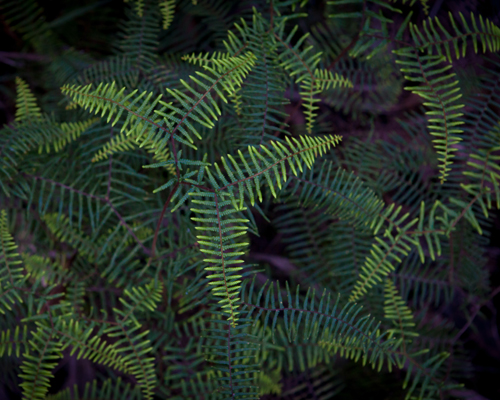 Green coral fern - greenplantpro