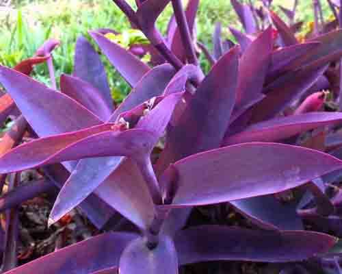 How to grow and take care of purple heart plant - greenplantpro