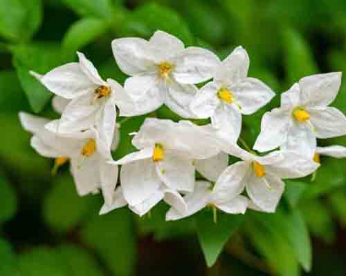 Jasmine flower in asian flowers list - greenplantpro