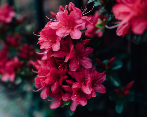 Rhododendron flower in asian - greenplantpro