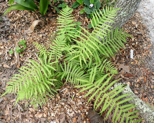 Southern wood fern - greenplantpro