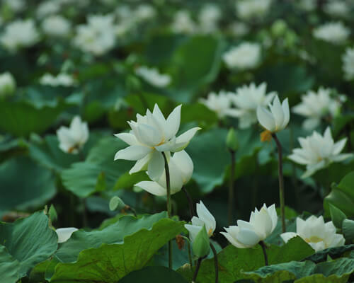White lotus flower in asian - greenplantpro