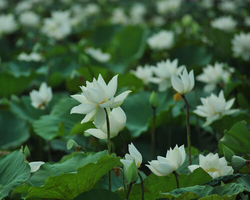 White lotus flower meanings and symbolism - greenplantpro