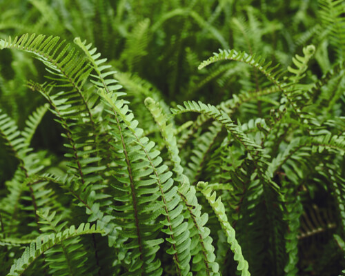 Wolf-tailed fern - greenplantpro
