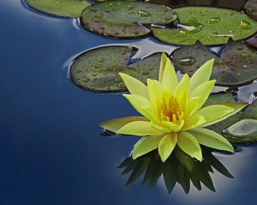 Yellow lotus flower meanings - greenplantpro