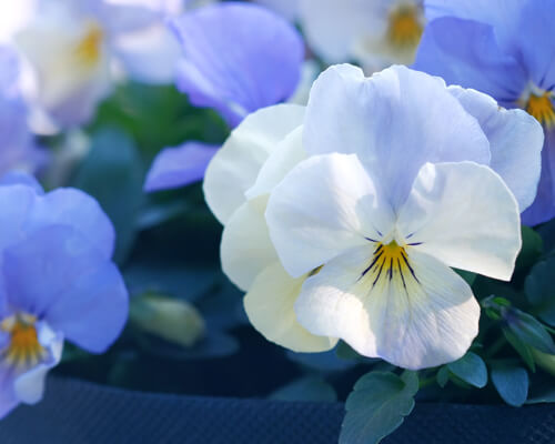 Pansy flower meaning and symbolism - greenplantpro