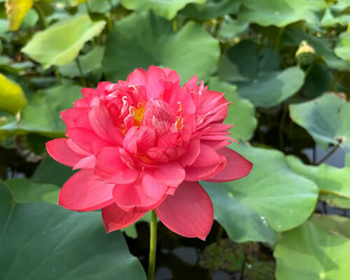 Red lotus flower meaning - greenplantpro