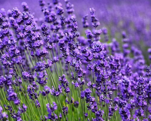 How to propagate lavender - Greenplantpro